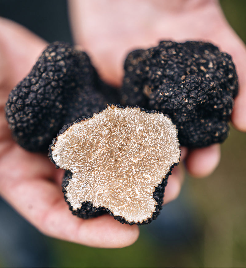 Frische schwarze Burgundertrüffel aus eigenem Anbau im Enzkreis